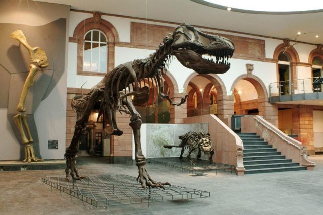 senckenberg dino t rex