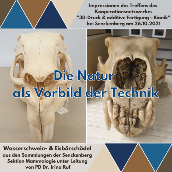 3ddruck senckenberg säugetiere fin