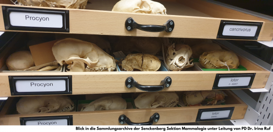blick in die sammlungsarchive der senckenberg sektion mammalogie unter leitung von pd dr. irina ruf
