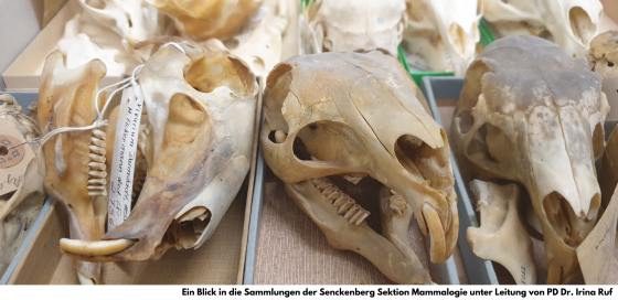 ein blick in die sammlungen der senckenberg sektion mammalogie unter leitung von pd dr. irina ruf